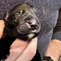 Bob (Marley) - Black male Newfoundland puppy in Eugene, Oregon from Willamette Valley Newfoundlands