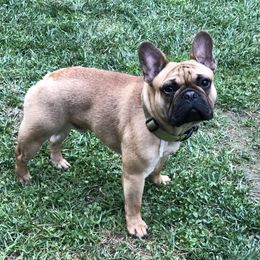 Percy - French Bulldog