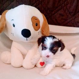 Biewer Terrier Puppies from Licks and Wags
