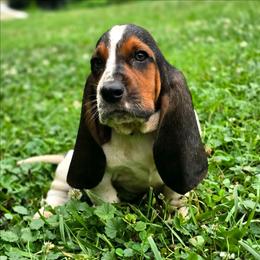 Beledros (orange) - Black brown and white male Basset Hound puppy in West Chester, Ohio from Bed-N-Bassets
