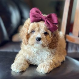 Cavapoo Puppies from Wednesday & Co