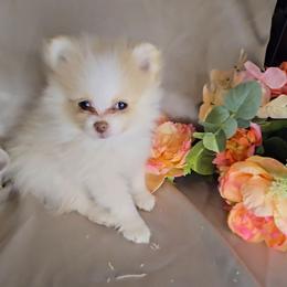 Snowball - Cream male Pomeranian puppy in Newport News, Virginia from Itty Bitty Poms