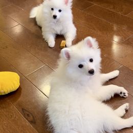 Volpino Italiano Puppies from Blessed Volpino Italiano