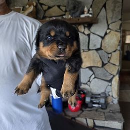 Lolo - Black and mahogany male Rottweiler puppy in Salt Lake City, Utah from Snubnose Rottweilers LLC