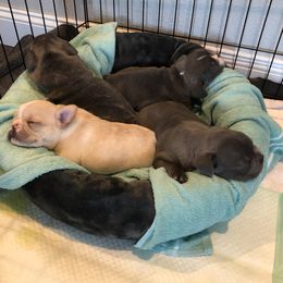 French Bulldog Puppies from Roughneck Frenchies