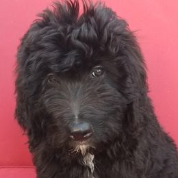 Onyx - Phantom male Bernedoodle puppy in Mesa, Arizona from Cookies and Cream Doodles