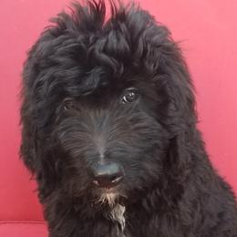 Onyx - Phantom male Bernedoodle puppy in Mesa, Arizona from Cookies and Cream Doodles