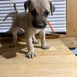Orange - Yellow female Black Mouth Cur puppy in Warsaw, Missouri from Heritage Cow Dogs