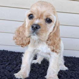 Gus - Buff male Cocker Spaniel puppy in Delphi, Indiana from Country Cockers of Indiana