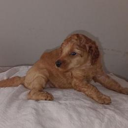 Hannah Harper Majestic Embrace Medium Import Line - Apricot female Poodle puppy in Licking, Missouri from Majestic Embrace Poodles