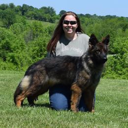 AMETHYST - German Shepherd