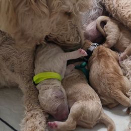 Lime Collar - Cream male Goldendoodle puppy in Mullin, Texas from Grosenbacher Goldendoodles