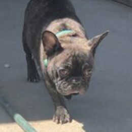 Bullmastiff and French Bulldog All Grown Up from Misfit Kennels