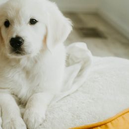 Golden Retriever Puppies from Arrowhead Kennels