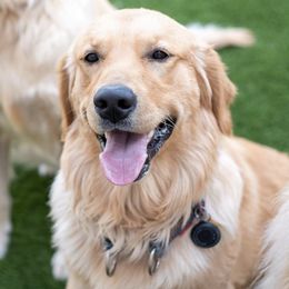 Golden Retrievers from E&M Goldens
