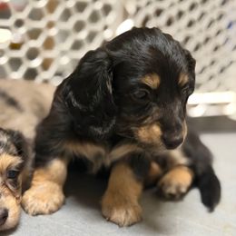 Travis - Black and cream male Dachshund puppy in Miami, Florida from Teenie Bikini Weenies