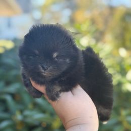 Cider - Wolf sable male Pomeranian puppy in Pittsburgh, Pennsylvania from Peachy Pomeranians