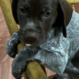 German Shorthaired Pointers from Kevin Funkhouser Kennel