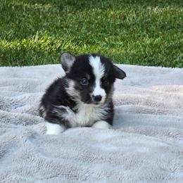 Brown Collar Male - Black and tan male Pembroke Welsh Corgi puppy in Tenino, Washington from LoneStar Corgis NW