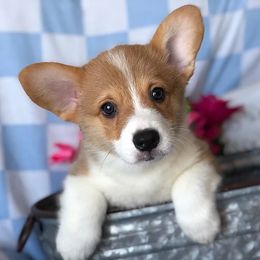 Pembroke Welsh Corgis from Sundance Acres Farm