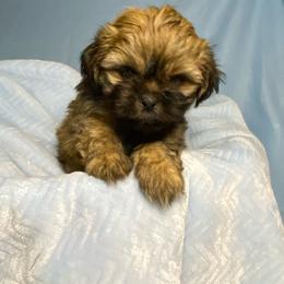 Hope boy 2 - Brindle male Shihpoo puppy in Zeigler, Illinois from Dandy Little  Shih Tzu, Shih Poo's and Toy Poodles