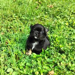 Pascal - Black and tan male Chihuahua puppy in Cedarville, Ohio from Evereve Kennels
