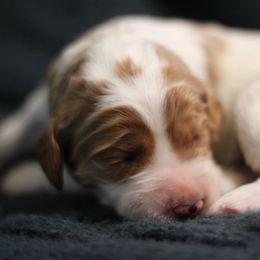 Goldendoodle Puppies from Moore Mini Goldendoodles to Love