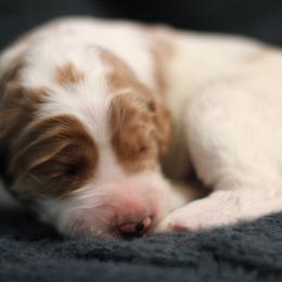 Goldendoodle Puppies from Moore Mini Goldendoodles to Love