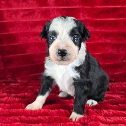 Nessie - Black and white female Border Collie puppy in Chicora, Pennsylvania from Riverwood
