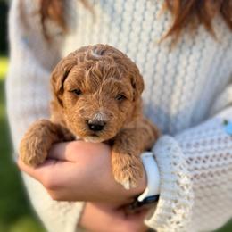 Sugar - Apricot female Goldendoodle puppy in Battleground, Washington from Doodles Delight PNW
