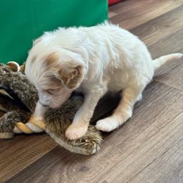 Red Boy - Parti male Goldendoodle puppy in Lowville, New York from DM Hilltop FURfamily