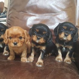 Cavalier King Charles Spaniel Puppies from Tanglewood Cavaliers
