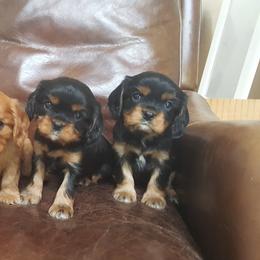 Cavalier King Charles Spaniel Puppies from Tanglewood Cavaliers