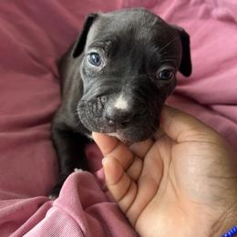 Draco - Seal brown male American Pit Bull Terrier puppy in Frederick, Maryland from •Wyngate Pits•