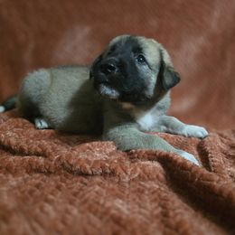 Bronson - Fawn male Anatolian Shepherd Dog puppy in Drop Off To You, Florida from Florida Anatolian Shepherds