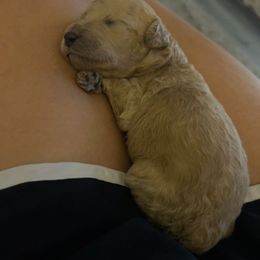 Goldendoodle and Weimaraner Puppies from DoodleDandy & Weimaraners