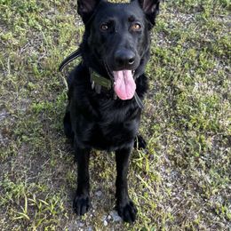 Dru - German Shepherd