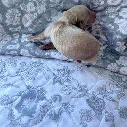 Sunny - Cream male Dachshund puppy in Fort Worth, Texas from The Holloway Dachshunds