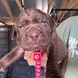 Red - Chocolate male Labrador Retriever puppy in Newton Grove, North Carolina from Wayalife Labradors & Gsp’s