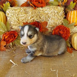 Companion Cross and Siberian Husky Puppies from Hatfield Huskies