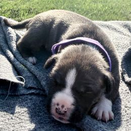 Brie - Red brindle female American Staffordshire Terrier puppy in Franklin County, Vermont from Explicit Amstaffs Of New England