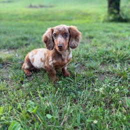 Toot - Dachshund