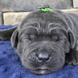 Dilute Retrievers and Labrador Retrievers from Vacationland Labs LLC