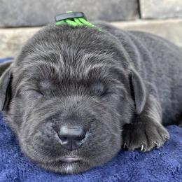 Dilute Retrievers and Labrador Retrievers from Vacationland Labs LLC