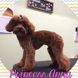 Anna - Poodle