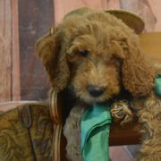 Goldendoodle and Aussiedoodle Puppies from Plumcreek Acres