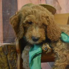 Goldendoodle and Aussiedoodle Puppies from Plumcreek Acres