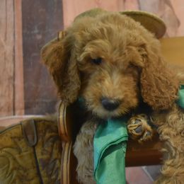Goldendoodle and Aussiedoodle Puppies from Plumcreek Acres