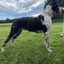 Zara - Great Dane