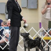 Mudis and Toy Fox Terriers from JANUS Mudis & Toy Fox Terriers